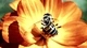 Картинка: Пчела на цветке
