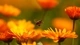 Картинка: Пчела летит на цветок