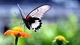 Картинка: Бабочка пьёт нектар