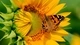 Картинка: Бабочка на подсолнухе