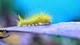Картинка: Жёлтая гусеничка
