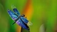 Картинка: Стрекоза с красивыми крыльями сидит на листке