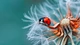 Image: Ladybug sitting on a leafless dandelion