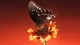 Картинка: Бабочка сидит на ярком по цвету цветке