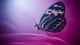 Картинка: Бабочка сидит на лепестке цветка