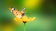 Картинка: Бабочка сидит на жёлтом цветке