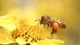 Картинка: Пчела добывает нектар на цветке