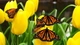 Картинка: Бабочки-красавицы
