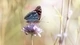 Картинка: Красивая бабочка пьёт нектар из цветка