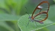 Картинка: Бабочка с прозрачными крыльями сидит на листке