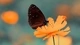 Картинка: Бабочка сидящая на жёлтом цветке