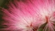 Image: Flowers of acacia close up