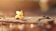 Картинка: Осенний жёлтый клевер