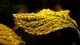Image: Droplets on yellow leaf