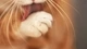 Image: Cat licks paw