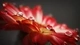 Картинка: Большие капли на красном цветке