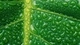 Image: Droplets on the green leaf