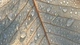 Image: Droplets on a leaf