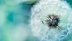 Image: White dandelion
