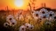 Картинка: Белые ромашки тянутся к закату солнца