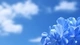 Картинка: Голубые цветы на фоне неба