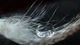 Image: A drop of water on the feather