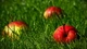 Картинка: Яблоки лежат на траве