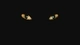 Image: Cat eyes in the dark