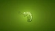 Image: Chameleon on green background