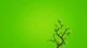 Картинка: Дерево на зелёном фоне