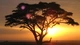 Image: Tree in Africa