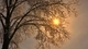 Картинка: Солнце просвечивает сквозь снежные ветки