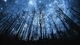 Картинка: Сияние звёздного неба среди стволов деревьев