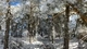 Картинка: Солнечный день в снежном лесу