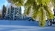 Картинка: Хвойный лес зимой