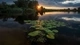 Картинка: Красивый водоём с кувшинками и закатом солнца