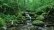 Картинка: Естественный мини-водопад в лесу