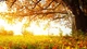 Картинка: Солнце освещает листву дерева