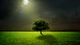 Image: The bright moon illuminates a lonely tree in a field