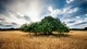 Картинка: Одиночное дерево среди поля