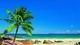 Картинка: Одинокая пальма на берегу океана