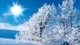 Картинка: Обмороженные ветки деревьев зимой