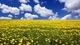 Image: A huge field of yellow dandelions