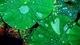 Картинка: Капли воды на листьях Лотоса