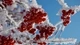 Image: Red rowan in frost