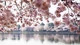 Картинка: Цветение яблони у реки