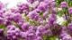 Image: Spring lilac
