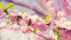 Картинка: Цветение сакуры