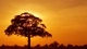 Картинка: Одинокое дерево на закате
