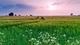 Картинка: Протоптанная трава в поле